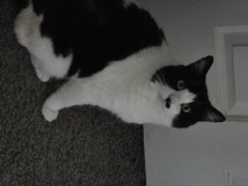 Rescue Domestic Short Hair Cats for Adoption in El Dorado Hills, California - Cowboy | PetCurious