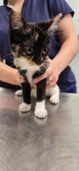 Rudy -  Domestic Short Hair Cat for Adoption in Athens, Tennessee - Rudy | PetCurious
