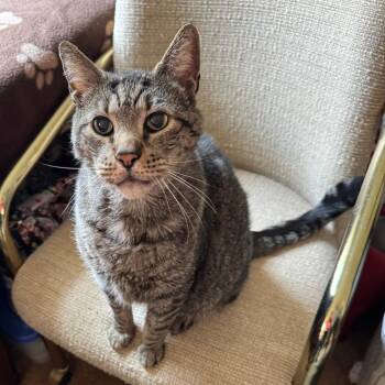 Domestic Short Hair Cats Available for Adoption in Vineland, New Jersey - Tiger | PetCurious