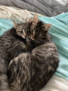 Weezy Bonded Pair -  Domestic Short Hair Cat for Adoption in Chicago, Illinois - Weezy Bonded Pair | PetCurious