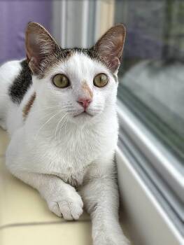 Miso -  Calico Cat for Adoption in Quail Heights, Florida - Miso | PetCurious
