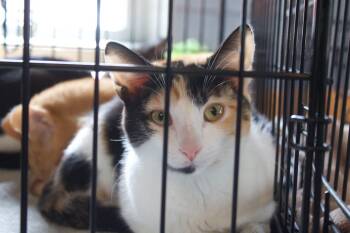 Rescue Domestic Short Hair Cats for Adoption in Roachdale, Indiana - Cayenne | PetCurious