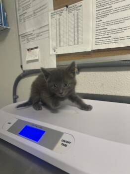 Pisang -  Domestic Short Hair Cat for Adoption in Bolivar, Missouri - Pisang | PetCurious