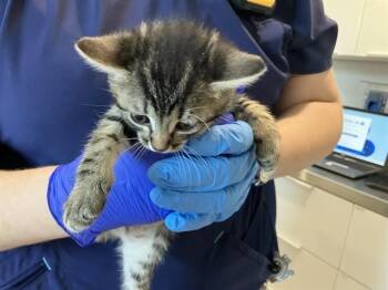 JUNE -  Domestic Short Hair Cat for Adoption in Long Beach, California - JUNE | PetCurious