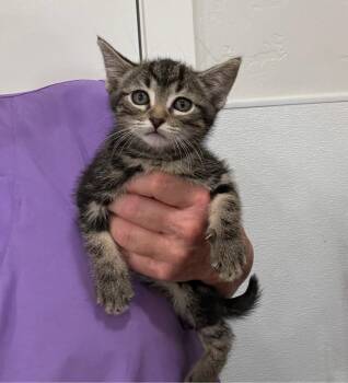 Tabby Cats Available for Adoption in Temecula, California - Abby | PetCurious