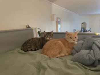 Peaches & Tigarette -  Tabby and Domestic Short Hair Cat for Adoption in Gladstone, Oregon - Peaches & Tigarette | PetCurious