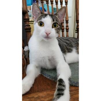 Bud Light Girl -  Domestic Short Hair Cat for Adoption in Stoughton, Wisconsin - Bud Light Girl | PetCurious