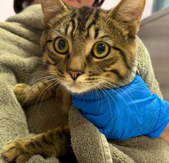 Atul -  Domestic Short Hair Cat for Adoption in Vancouver, Washington - Atul | PetCurious