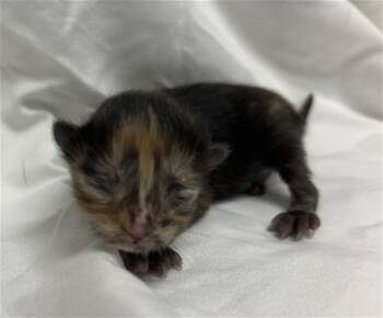 Domestic Short Hair Cats Available for Adoption in Doral, Florida - PEARLS | PetCurious