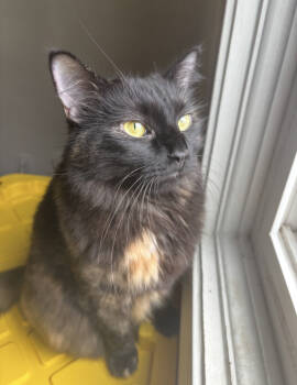 Rescue Domestic Medium Hair and Domestic Short Hair Cats for Adoption in Virginia Beach, Virginia - Jinxie (Jinx) | PetCurious