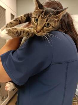 Mabel -  Domestic Short Hair Cat for Adoption in Palm Coast, Florida - Mabel | PetCurious