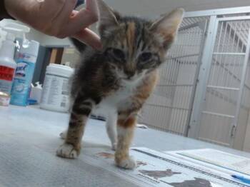 SPEEDY -  Domestic Short Hair Cat for Adoption in Salinas, California - SPEEDY | PetCurious