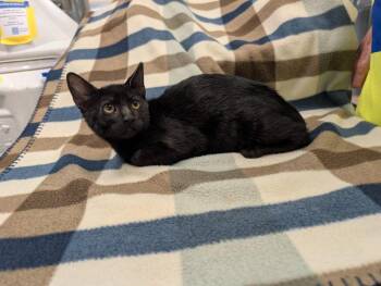 Coffee -  Domestic Short Hair Cat for Adoption in Rowlett, Texas - Coffee | PetCurious