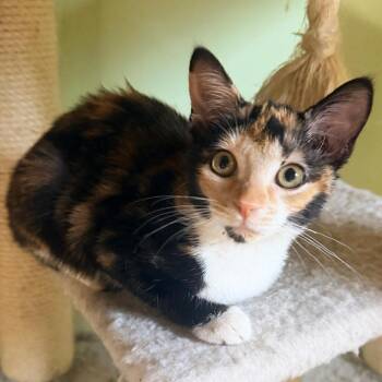 Domestic Short Hair Cats Available for Adoption - Marisol | PetCurious