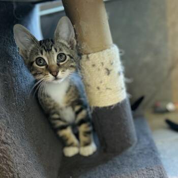 Rufio -  American Shorthair Cat for Adoption in Seguin, Texas - Rufio | PetCurious