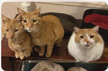 Domestic Short Hair Cats Available for Adoption in Wadsworth, Ohio - The Orange Cat Family | PetCurious
