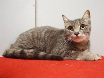 SUMMER -  Domestic Short Hair Cat for Adoption in Sacramento, California - SUMMER | PetCurious
