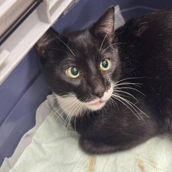 Domestic Short Hair Cats Available for Adoption - Nino | PetCurious