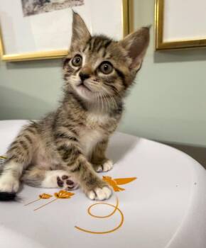 Domestic Short Hair Cats Available for Adoption in Columbia, South Carolina - Tina | PetCurious