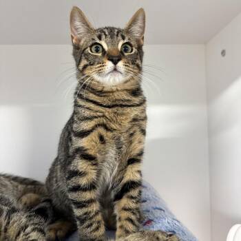 Gage -  Domestic Short Hair Cat for Adoption in Clearwater, Florida - Gage | PetCurious