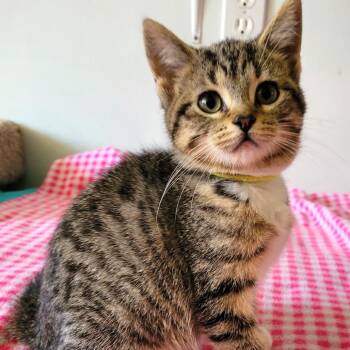 Diana -  Domestic Short Hair Cat for Adoption in South Elgin, Illinois - Diana | PetCurious