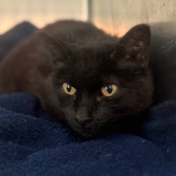 Rescue Domestic Short Hair Cats for Adoption in West Des Moines, Iowa - Remi (bonded To Wolf) | PetCurious