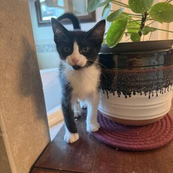 Loaf -  Domestic Short Hair Cat for Adoption in Seneca, South Carolina - Loaf | PetCurious