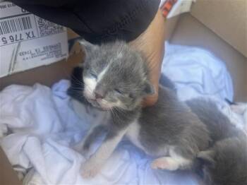 Rescue Domestic Short Hair Cats for Adoption in Houston, Texas - A643942 | PetCurious