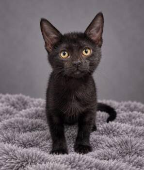 Teenie Weenie -  Domestic Short Hair Cat for Adoption in Fresno, California - Teenie Weenie | PetCurious