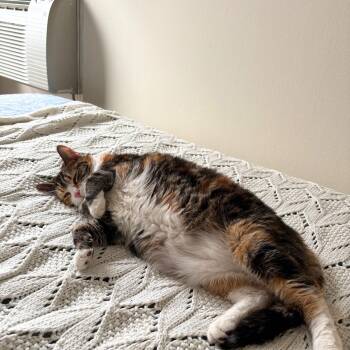 Domestic Short Hair Cats Available for Adoption - Setty Lee | PetCurious