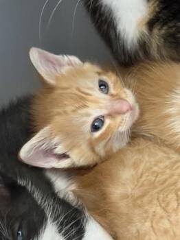 Caroline -  Domestic Short Hair Cat for Adoption in Westland, Michigan - Caroline | PetCurious