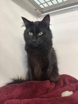 Domestic Long Hair and Domestic Short Hair Cats Available for Adoption in Pendleton, Oregon - Sprite | PetCurious