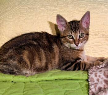 Brick -  Domestic Short Hair Cat for Adoption in Walled Lake, Michigan - Brick | PetCurious