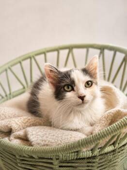 Paint -  Domestic Short Hair Cat for Adoption in Athens, Tennessee - Paint | PetCurious