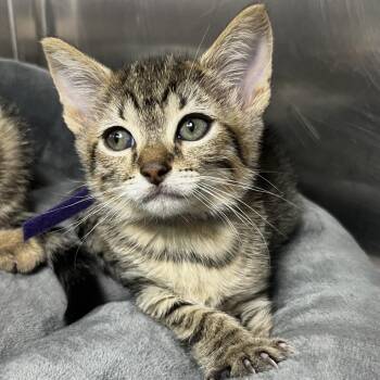 Palmer -  Domestic Short Hair Cat for Adoption in Palm Springs, California - Palmer | PetCurious