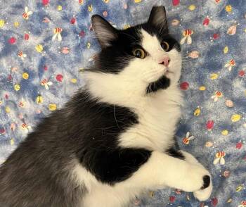 Rescue Domestic Long Hair Cats for Adoption in Hamilton, Ontario - Handsome Hillman | PetCurious