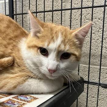 Domestic Short Hair Cats Available for Adoption in Dekalb, Illinois - DJ | PetCurious