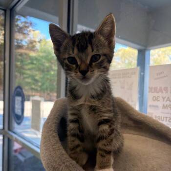 Domestic Short Hair Cats Available for Adoption in Brockton, Massachusetts - Seventy | PetCurious