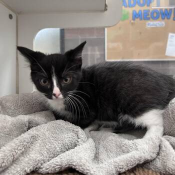 Salmon -  Domestic Short Hair Cat for Adoption in Cheyenne, Wyoming - Salmon | PetCurious