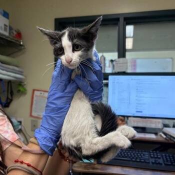 Headphones -  Domestic Short Hair Cat for Adoption in Pasadena, California - Headphones | PetCurious