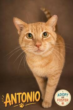 Antonio (FCID# 07/27/2026 - 42 Trainer) -  Tabby Cat for Adoption in Greenville, Delaware - Antonio (FCID# 07/27/2026 - 42 Trainer) | PetCurious