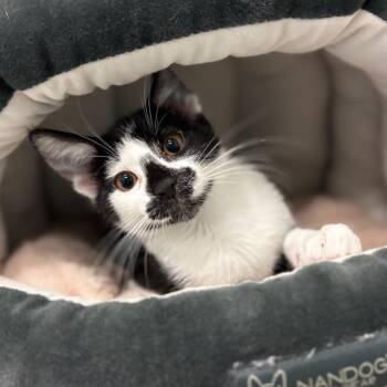 Domestic Short Hair Cats Available for Adoption in Westhampton, New York - Disco | PetCurious