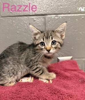 Domestic Short Hair Cats Available for Adoption in Fort Worth, Texas - Razzle | PetCurious