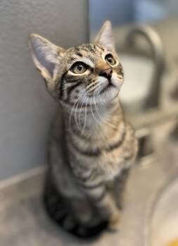 Rescue Domestic Short Hair Cats for Adoption in Fort Worth, Texas - Clove | PetCurious