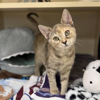 Baby Bunny -  Domestic Short Hair Cat for Adoption in Philadelphia, Pennsylvania - Baby Bunny | PetCurious