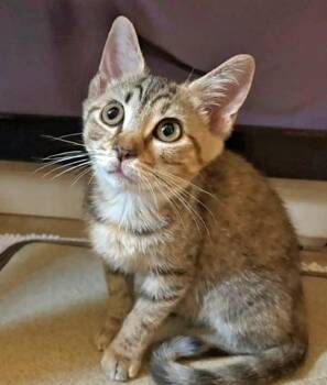 Bucket -  Domestic Short Hair Cat for Adoption in Morgantown, West Virginia - Bucket | PetCurious
