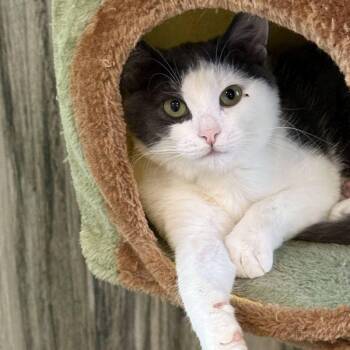Domestic Short Hair Cats Available for Adoption - Relish  | PetCurious