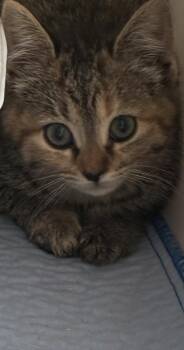 Bing -  Domestic Short Hair Cat for Adoption in Greensboro, North Carolina - Bing | PetCurious