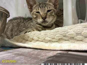 TARA -  Domestic Short Hair Cat for Adoption in West Palm Beach, Florida - TARA | PetCurious