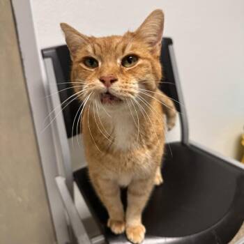 Domestic Short Hair Cats Available for Adoption - Simba | PetCurious